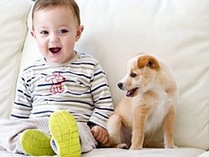 Brimbank council call to pet owners: Make your pets ‘legal’