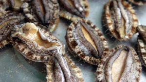 Seafood divers in legal dragnet