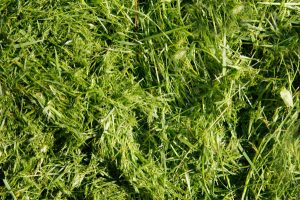 Resident chases answers on cancelled green waste collection