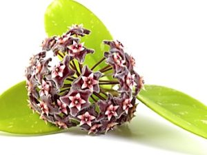 Que sera: Pitfalls of heirloom house plants