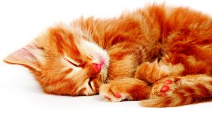 Katrina Hall: I need more Zzzzs now!