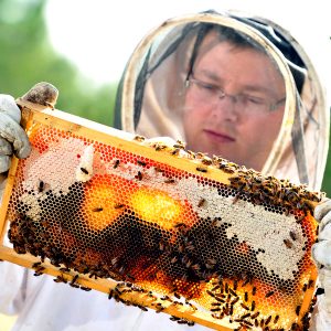 The ‘burbs and the bees