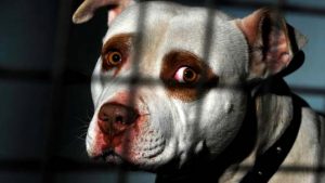 Most dumped animals at shelter from Brimbank