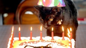 QUE SERA: Joys of cats in hats