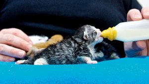 ‘Tis the season for the kitty crew to step up