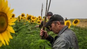 MH17 DISASTER: A tragedy in pictures