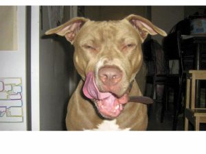 Dog bites become big scourge of Brimbank