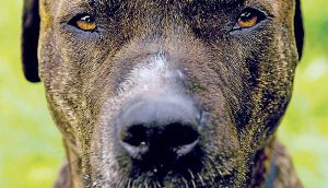 Dangerous-dog owners put on notice with new laws