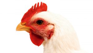 QUE SERA: We’re full of May days