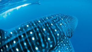 TRAVEL: Warming up to Ningaloo Reef