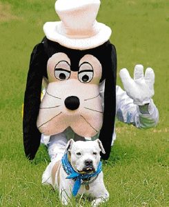 Day for reigning cats and dogs