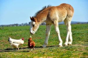 Worth a look: This week in animal stories