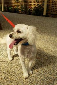 Dog’s disappearance ‘devastates’ elderly owner