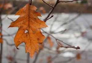 Brimbank council to investigate 70 tree deaths