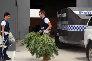 Cannabis plants seized at Derrimut warehouse