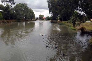 Warning over Caroline Springs bird deaths