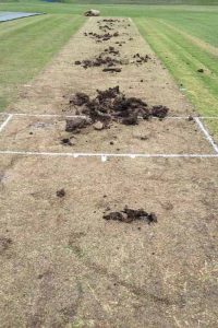 Skinner Reserve pitch vandalism mars VTCA finals