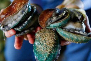 St Albans mum jailed for selling abalone