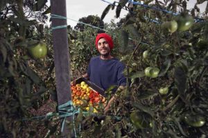 Rich pickings for young Keilor tomato farmer