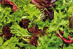 UPDATE: Salad salmonella cases rise