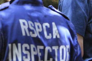 Puppy dies after severe beating