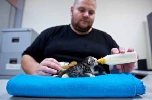 Spike in feline disease in Melbourne’s west