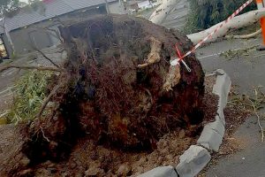 Brimbank among state’s worst for wind damage