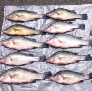 Two senior fishers face jail over illegal fish selling operation