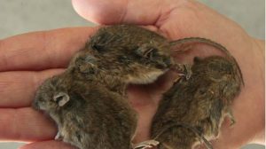 Mice plague follows ideal breeding season