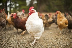 Chickens killed in cruelty case
