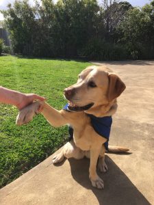 Golden girl Millie helps kids learn