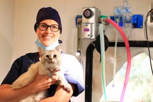 The mobile desexing van will offer low-cost cat desexing.