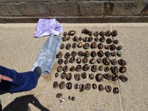 Pair netted with 230 abalone at Altona beach