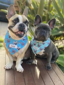 Pawsome charity challenge