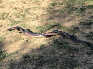 Slithering into snake season