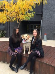 Therapy dogs lend a paw