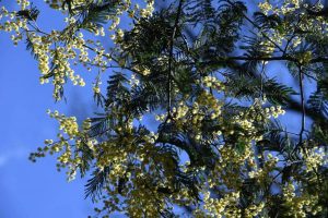 More trees needed: council