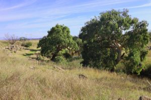 Regional park planned for Deanside