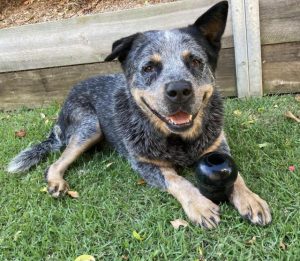 New legislation to help Victorians reunite with their lost pets