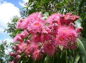 Garden club to host 101st annual show