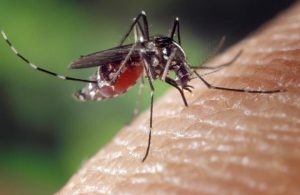 Mosquito-borne disease sends warning