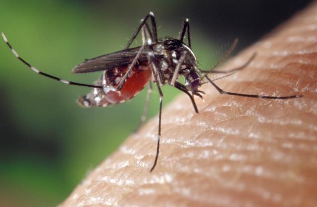 Choroba przenoszona przez komary wysyła ostrzeżenie |  Brimbank i północny zachód