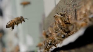 Brimbank bees under threat