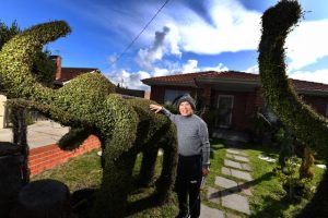 Collection of creatures in Sunshines streets