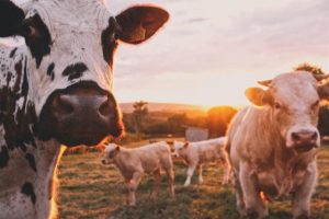 Funding to protect livestock