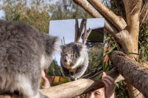 Mirrors reflect wild world at Werribee Open Range Zoo