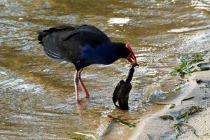 Have your say on Kevin Flint reserve upgrade