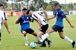 Stallions ready for the fight