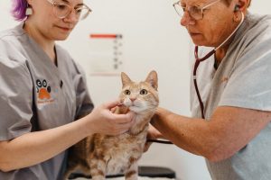 Westside has a goal to ’desex the west’