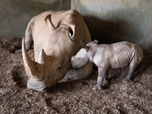 New white rhino at zoo | Brimbank & North West